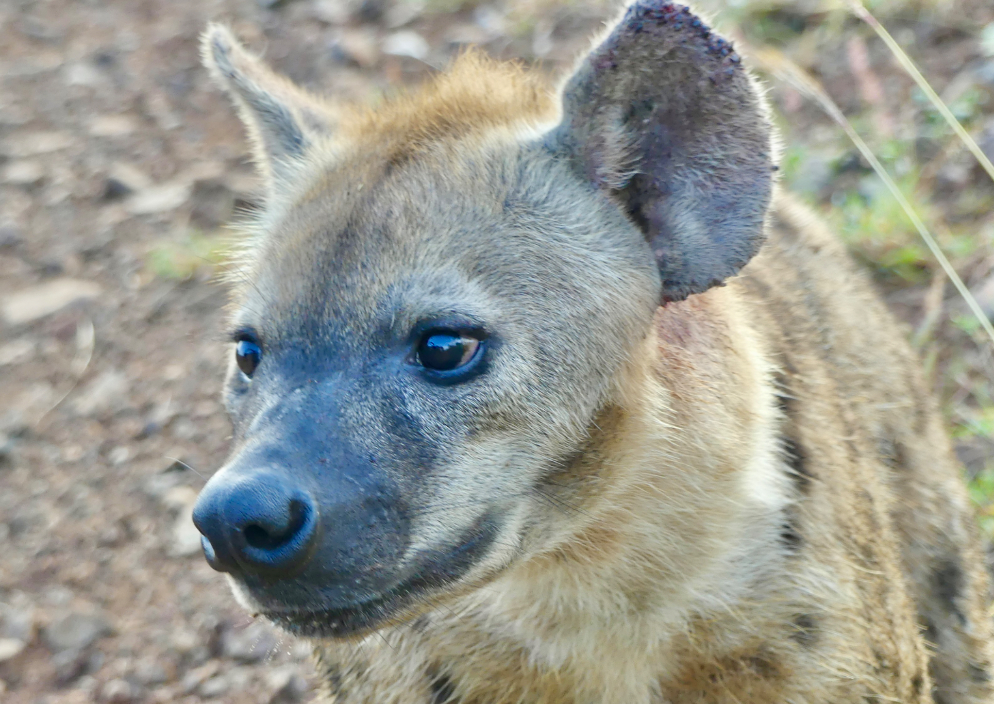 Spotted Hyena Face